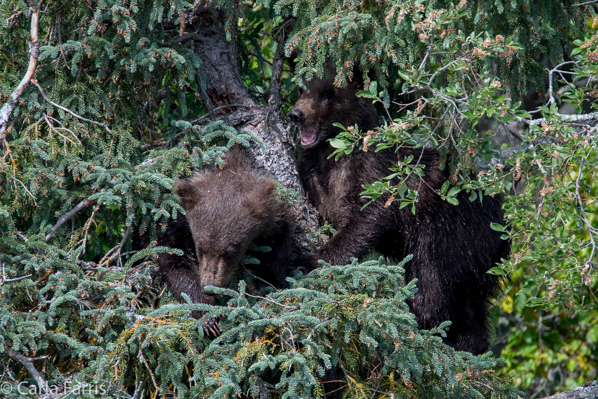 Beadnose's (409) cubs