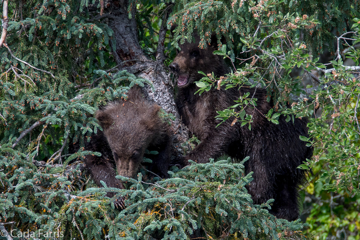 Beadnose's (409) cubs