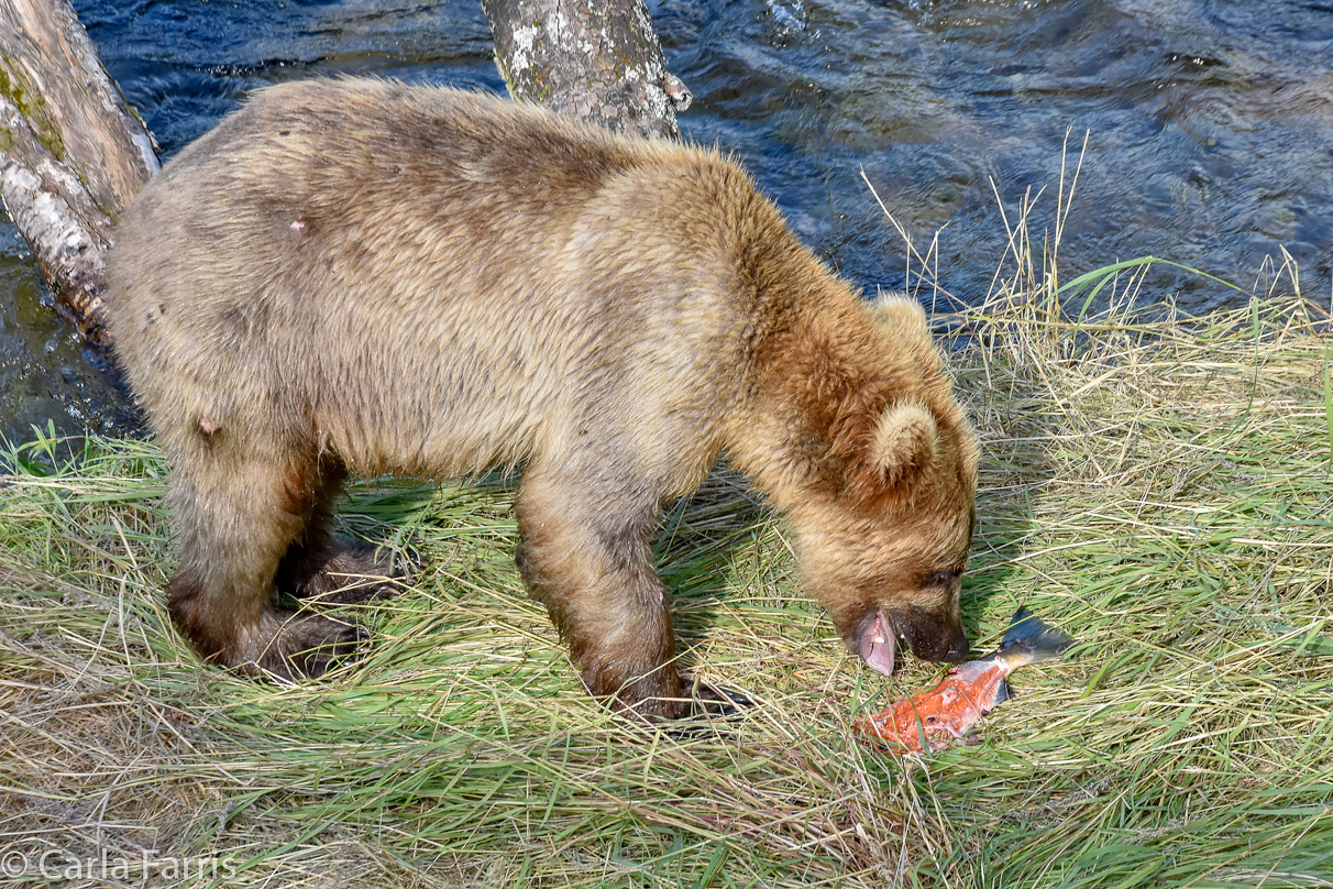 Holly's (435) Bio-cub