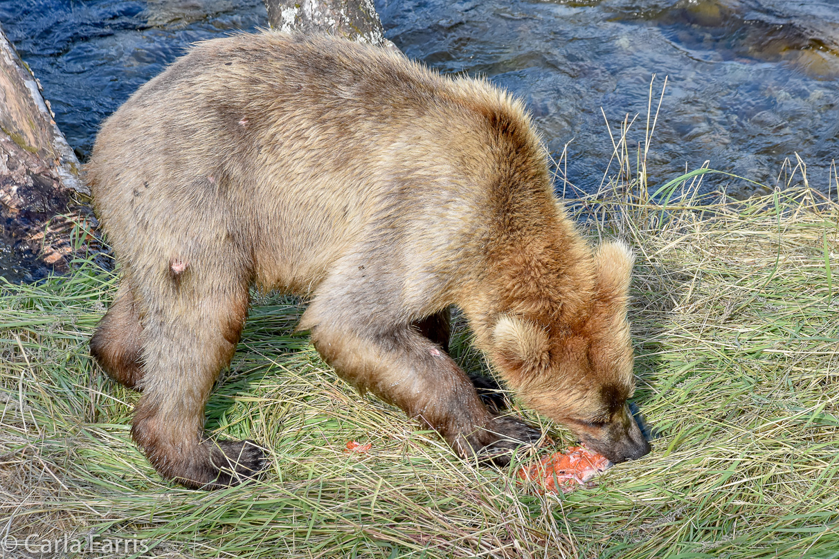 Holly's (435) Bio-cub