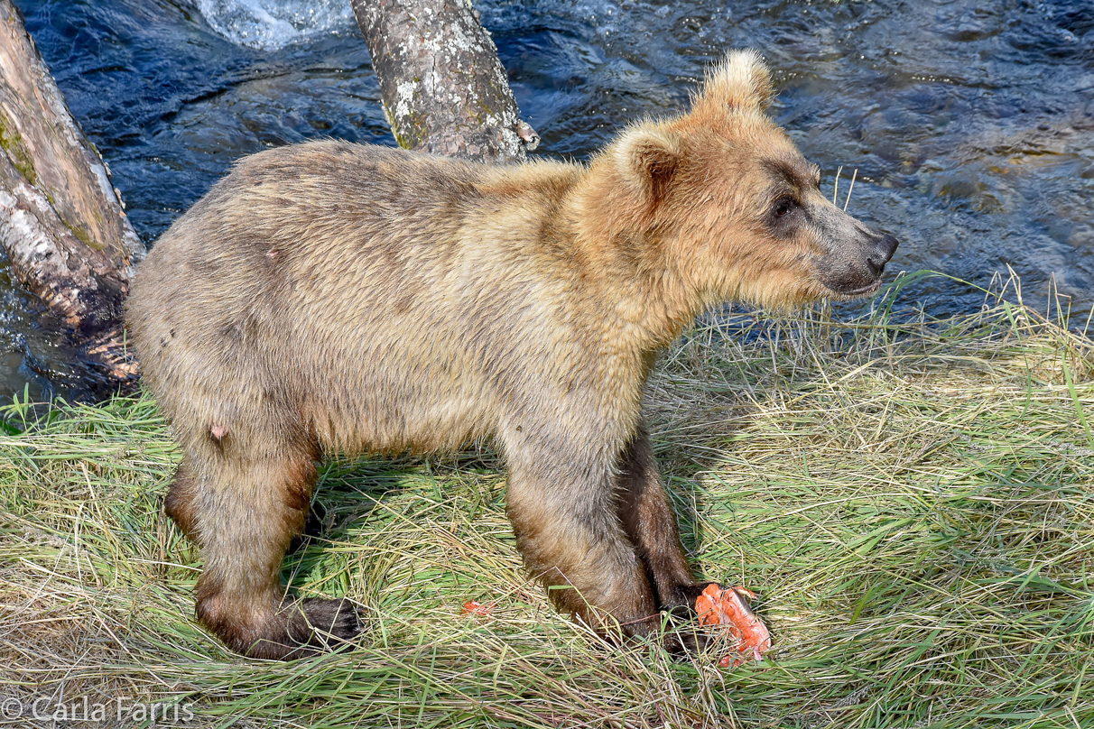 Holly's (435) Bio-cub