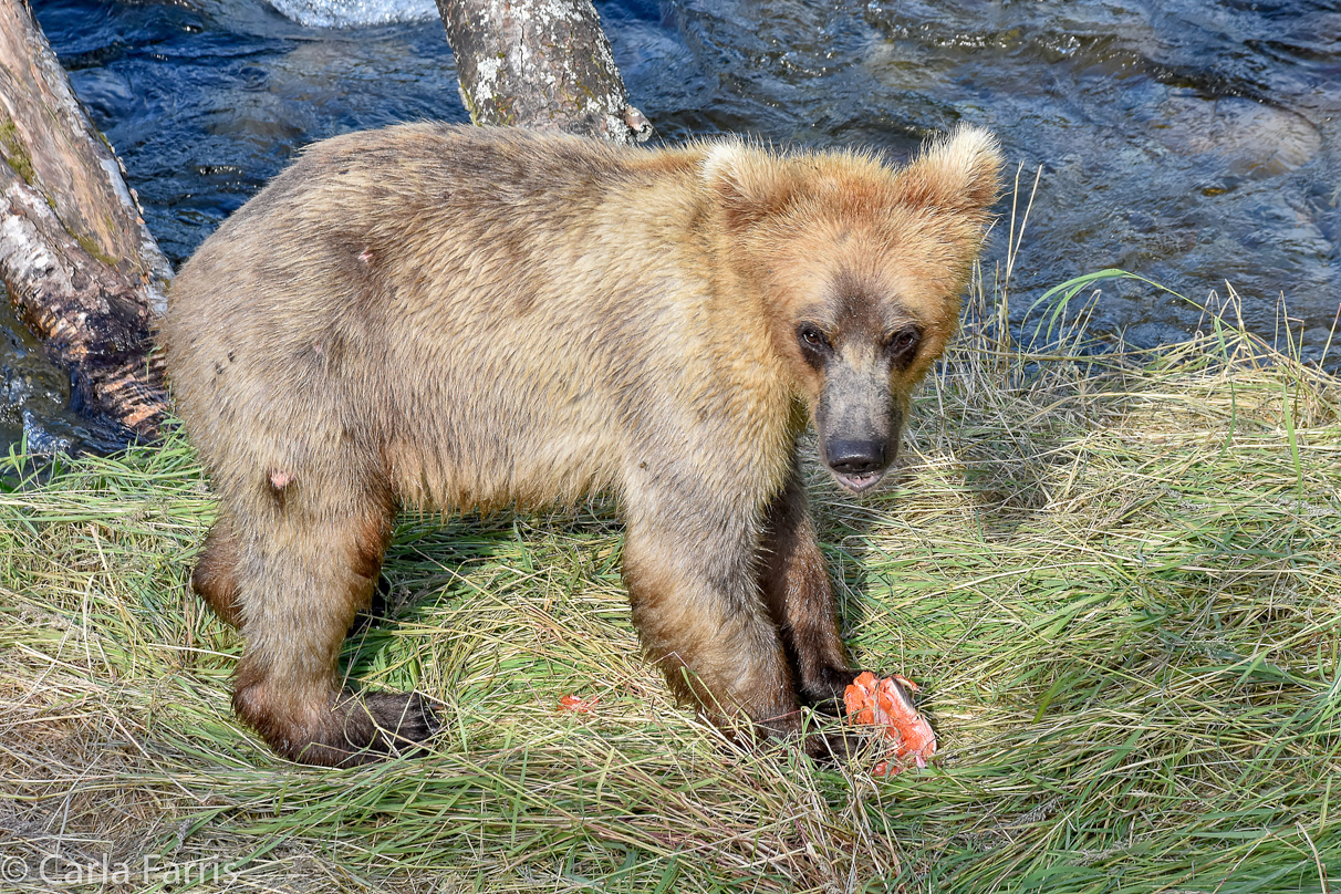 Holly's (435) Bio-cub