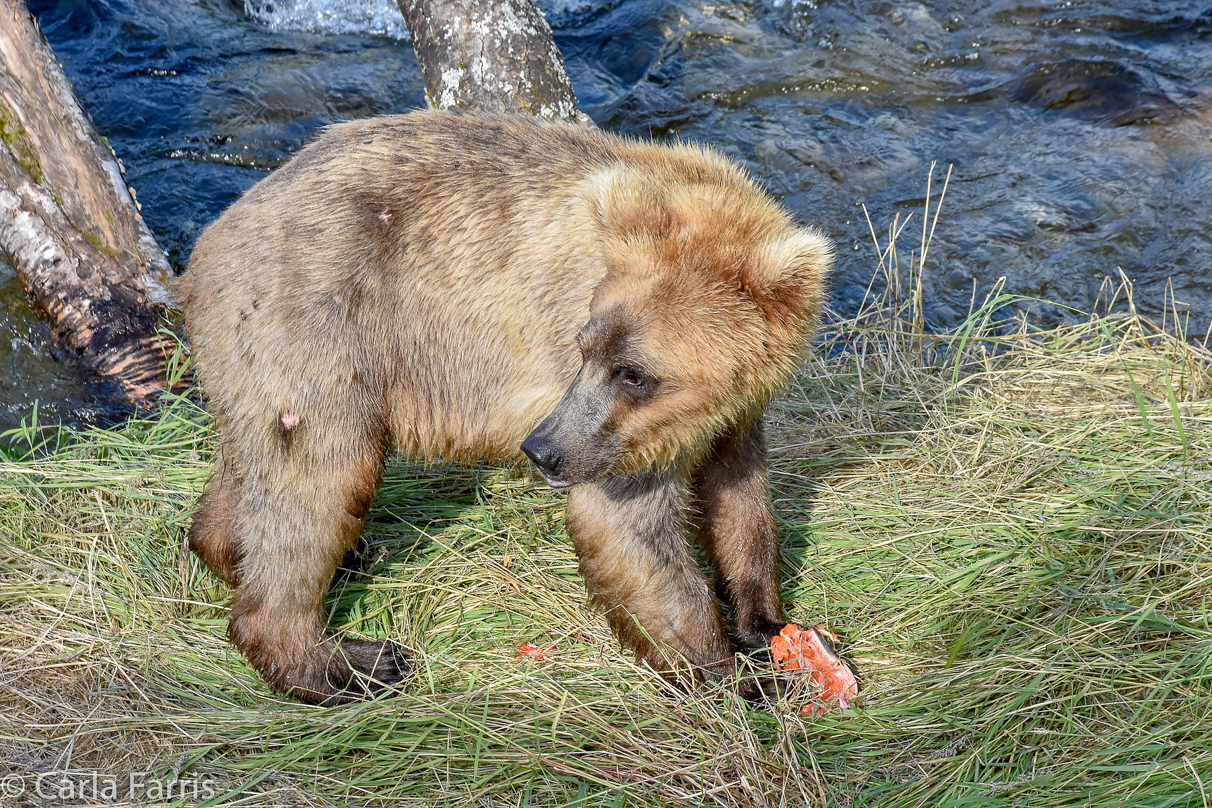 Holly's (435) Bio-cub