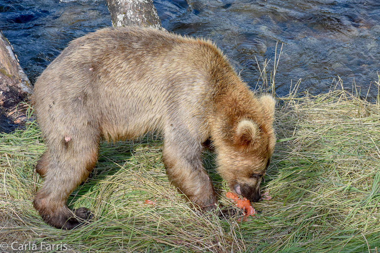 Holly's (435) Bio-cub