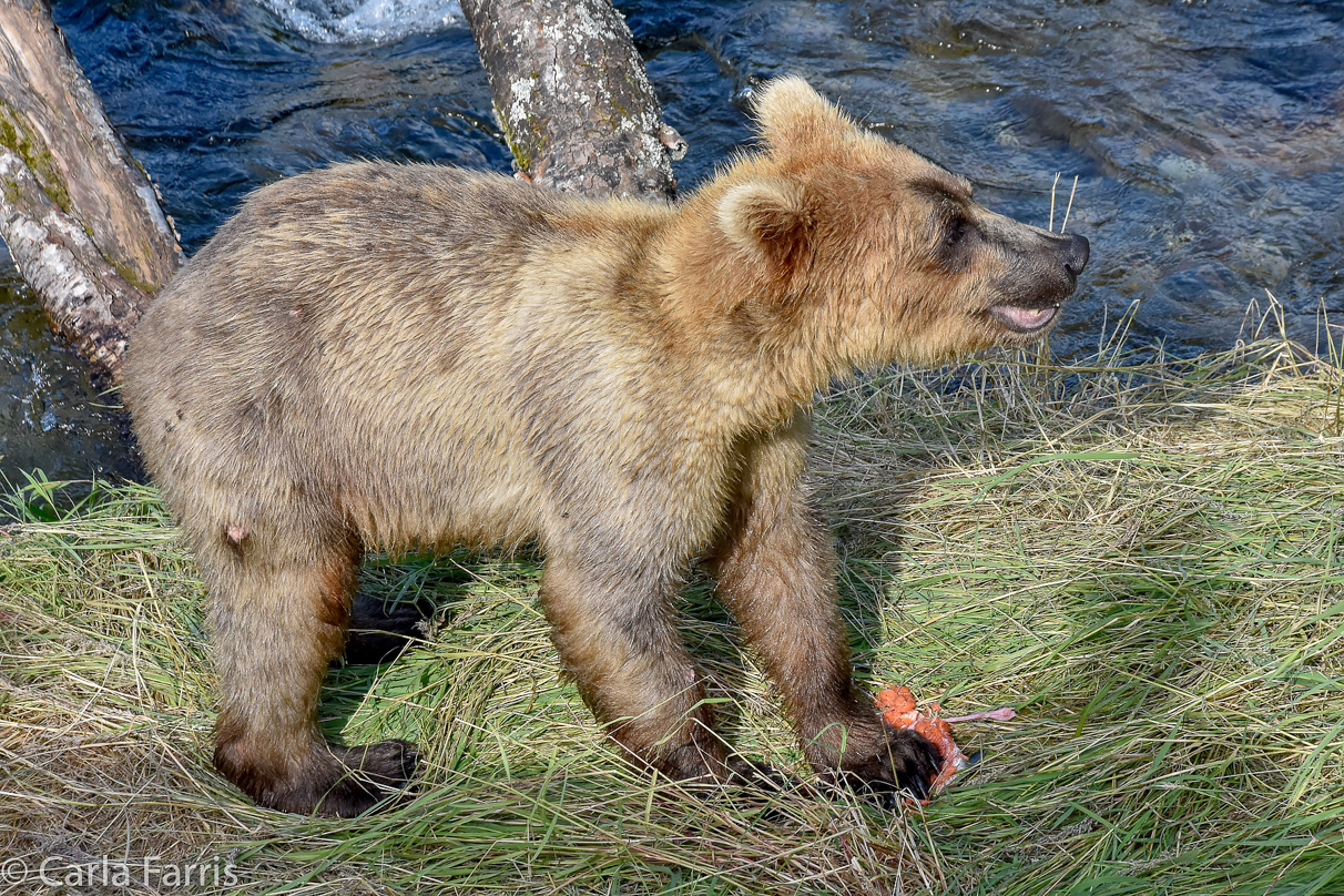 Holly's (435) Bio-cub