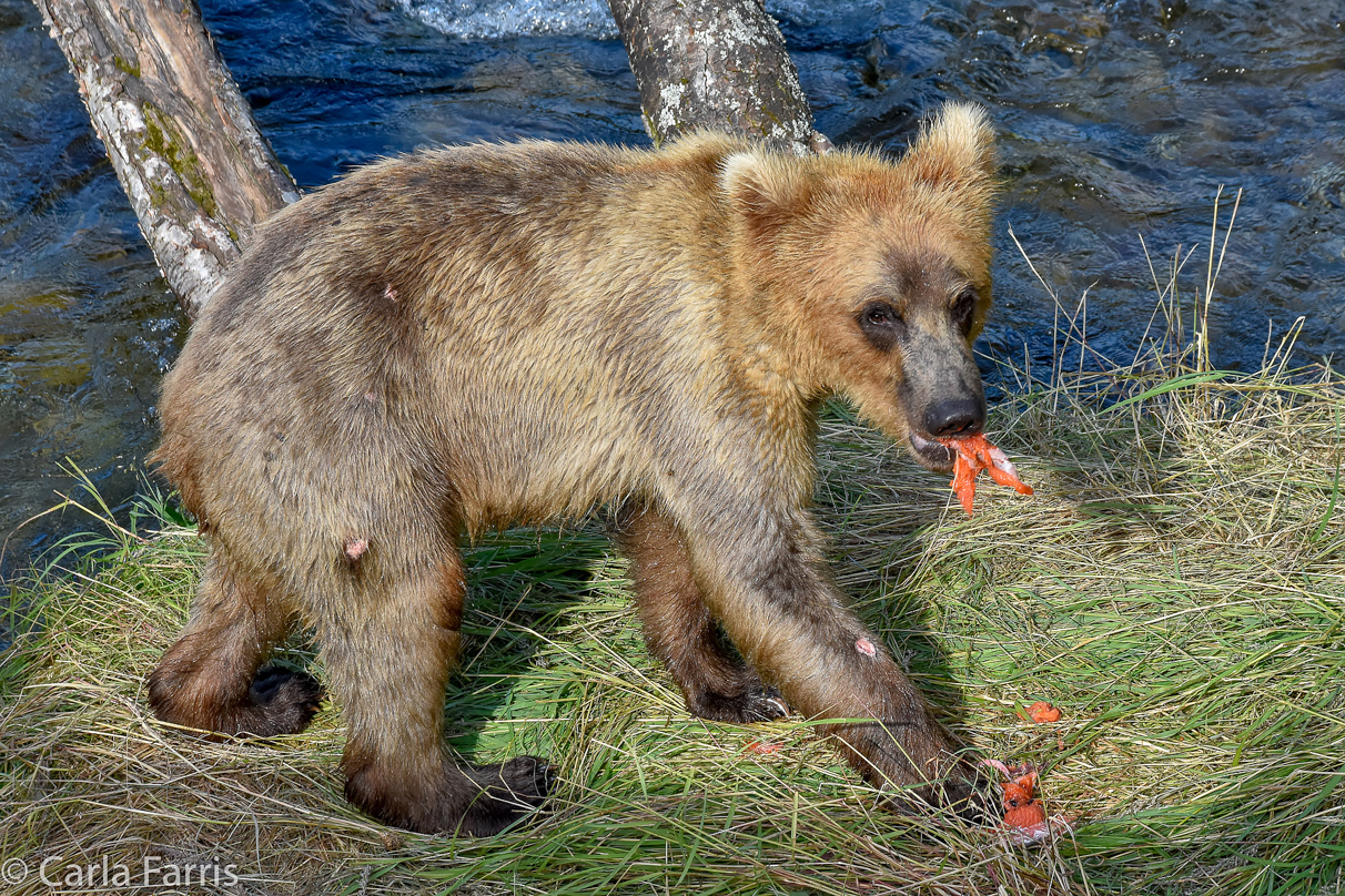 Holly's (435) Bio-cub