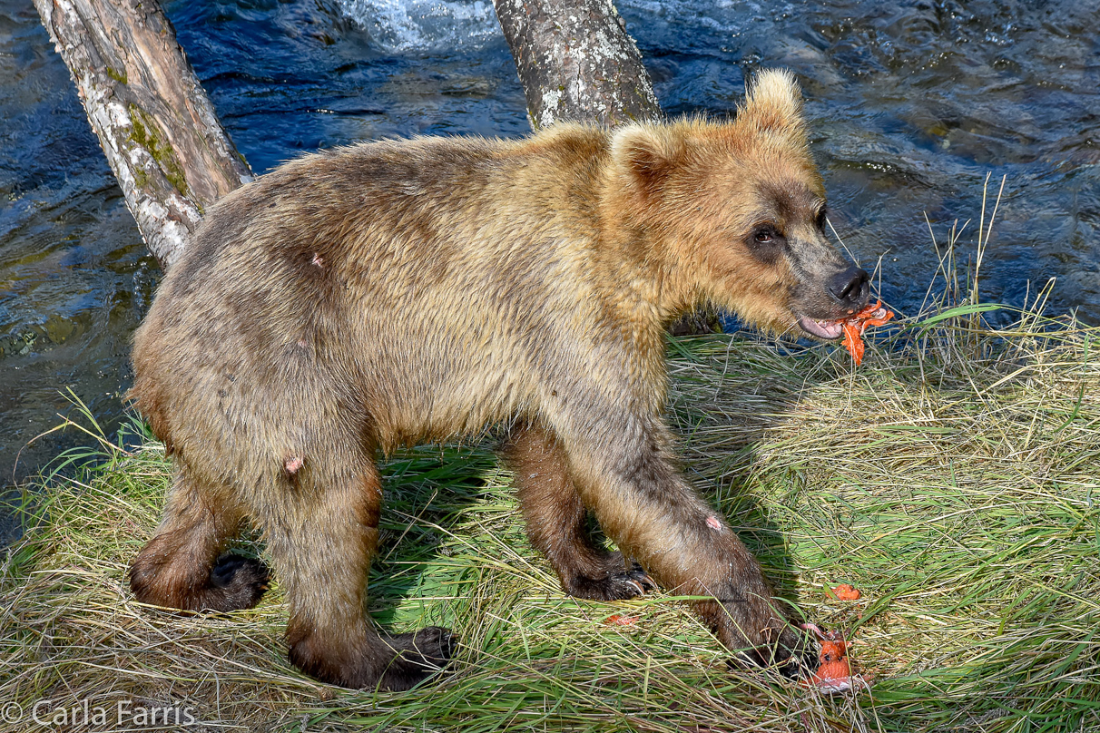 Holly's (435) Bio-cub