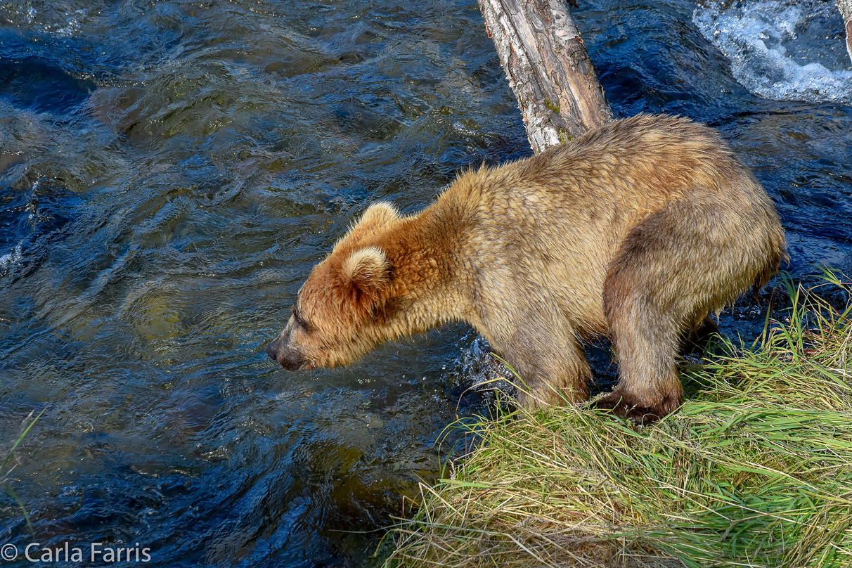 Holly's (435) Bio-cub