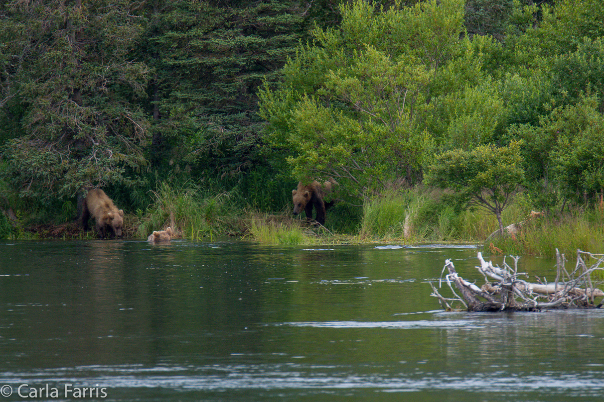 132 & Family (3 cubs)