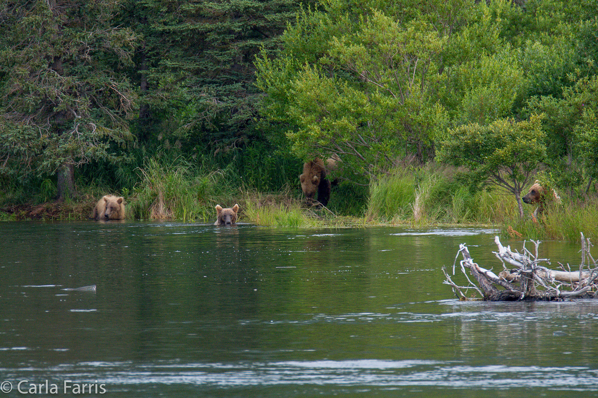 132 & Family (3 cubs)