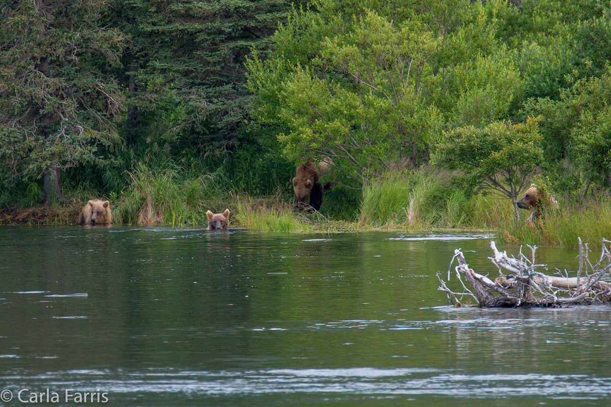 132 & Family (3 cubs)