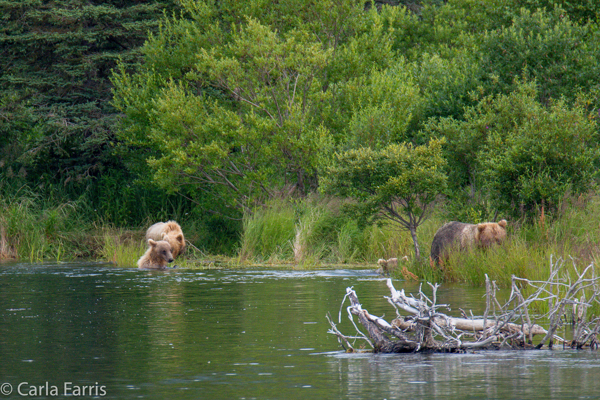 132 & Family (3 cubs)