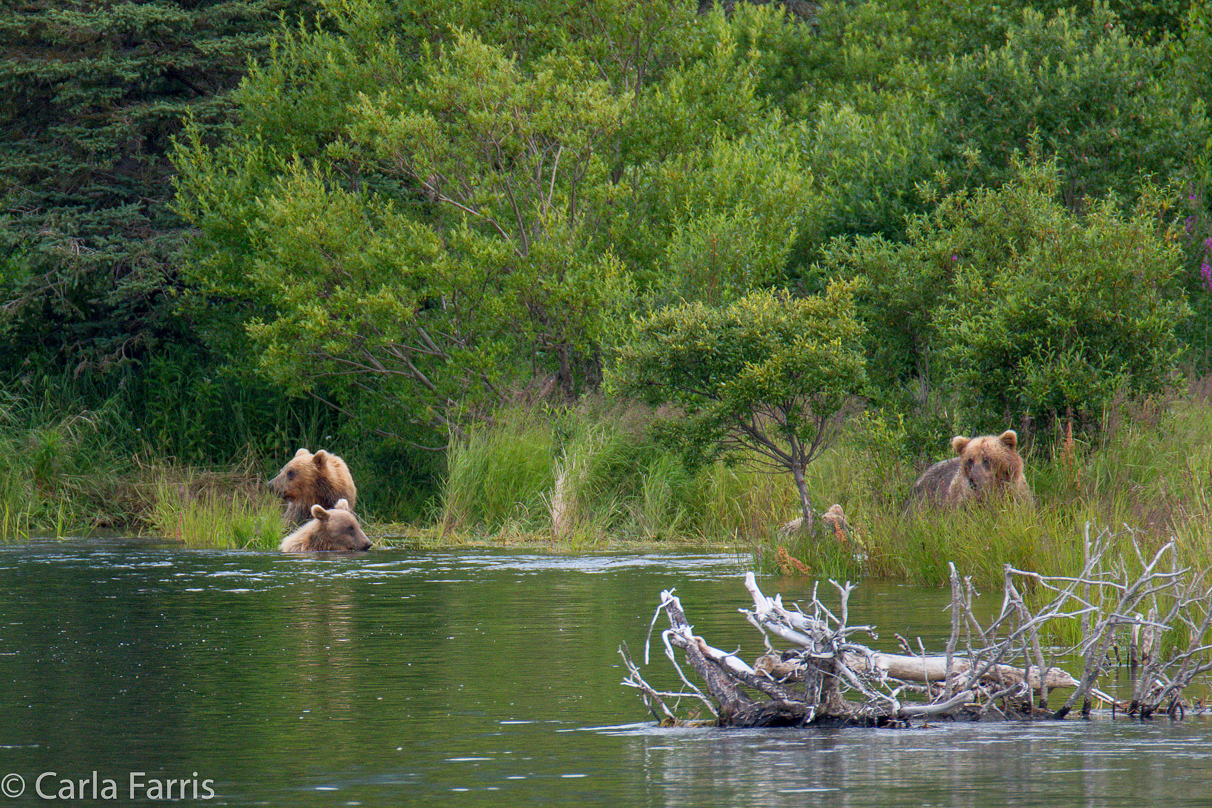 132 & Family (3 cubs)