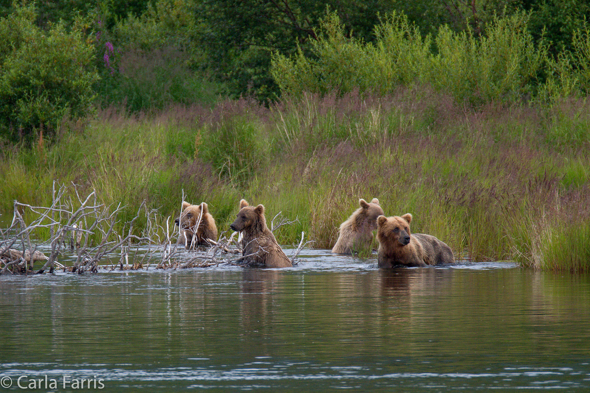 132 & Family (3 cubs)