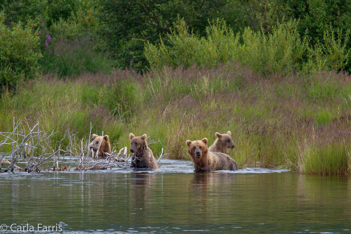 132 & Family (3 cubs)