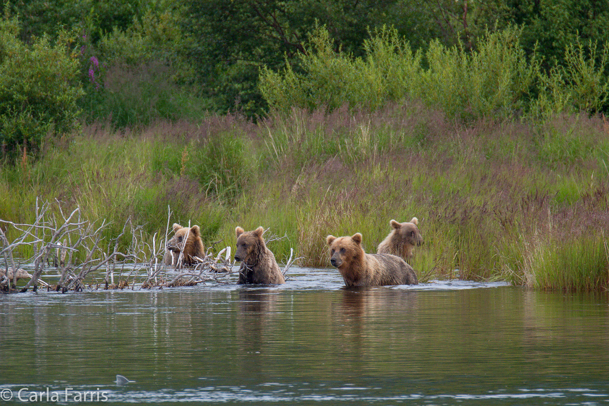 132 & Family (3 cubs)