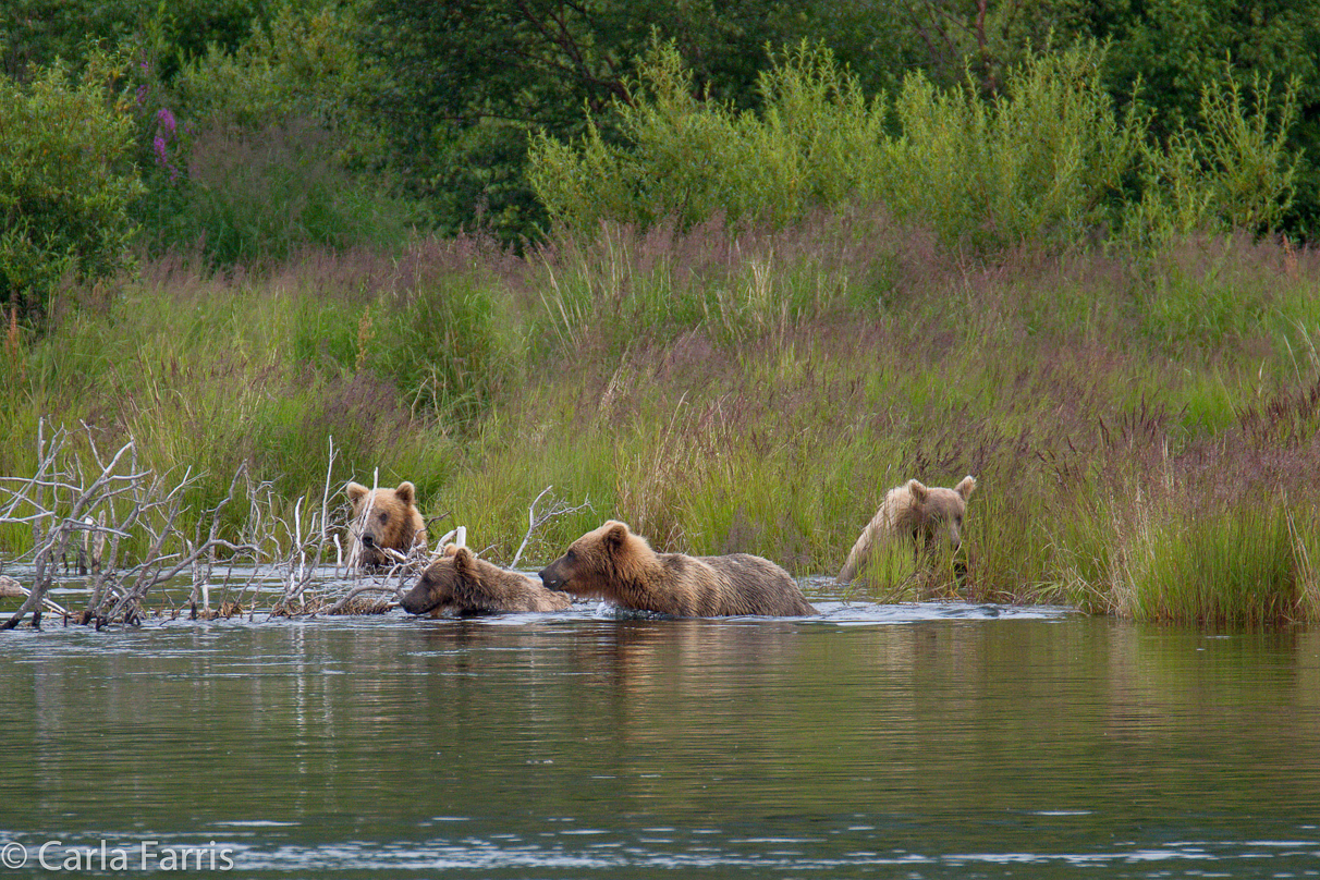 132 & Family (3 cubs)