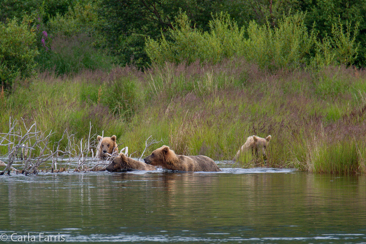 132 & Family (3 cubs)