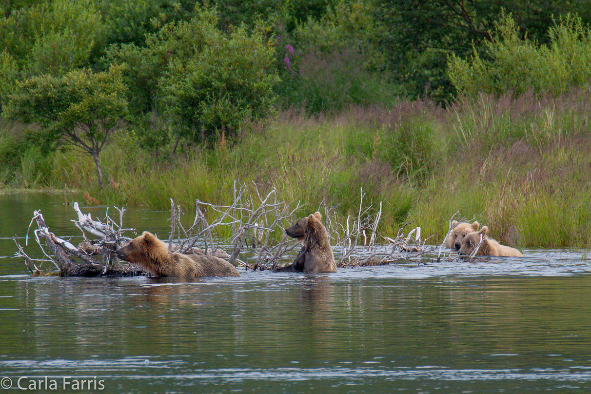 132 & Family (3 cubs)