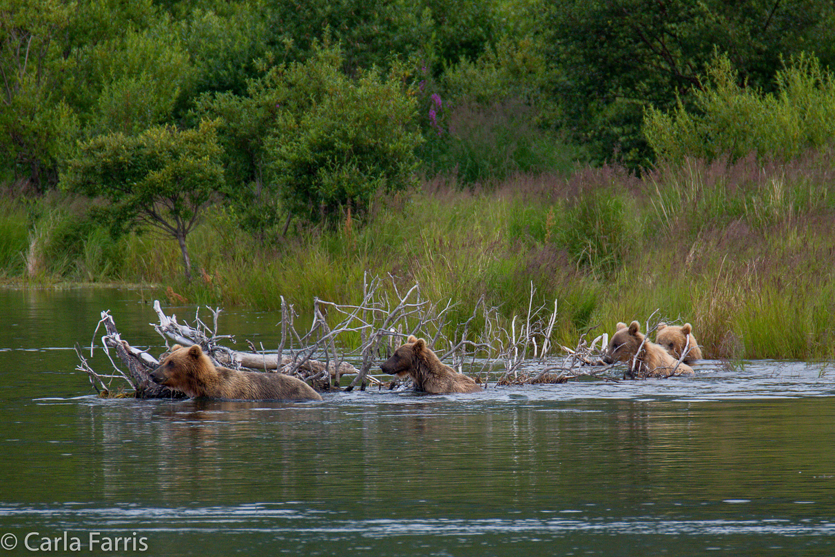 132 & Family (3 cubs)