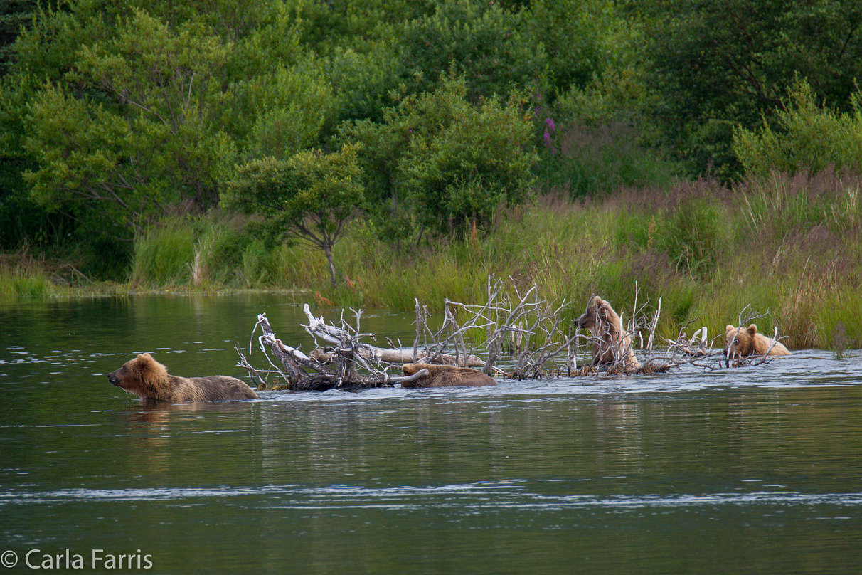 132 & Family (3 cubs)