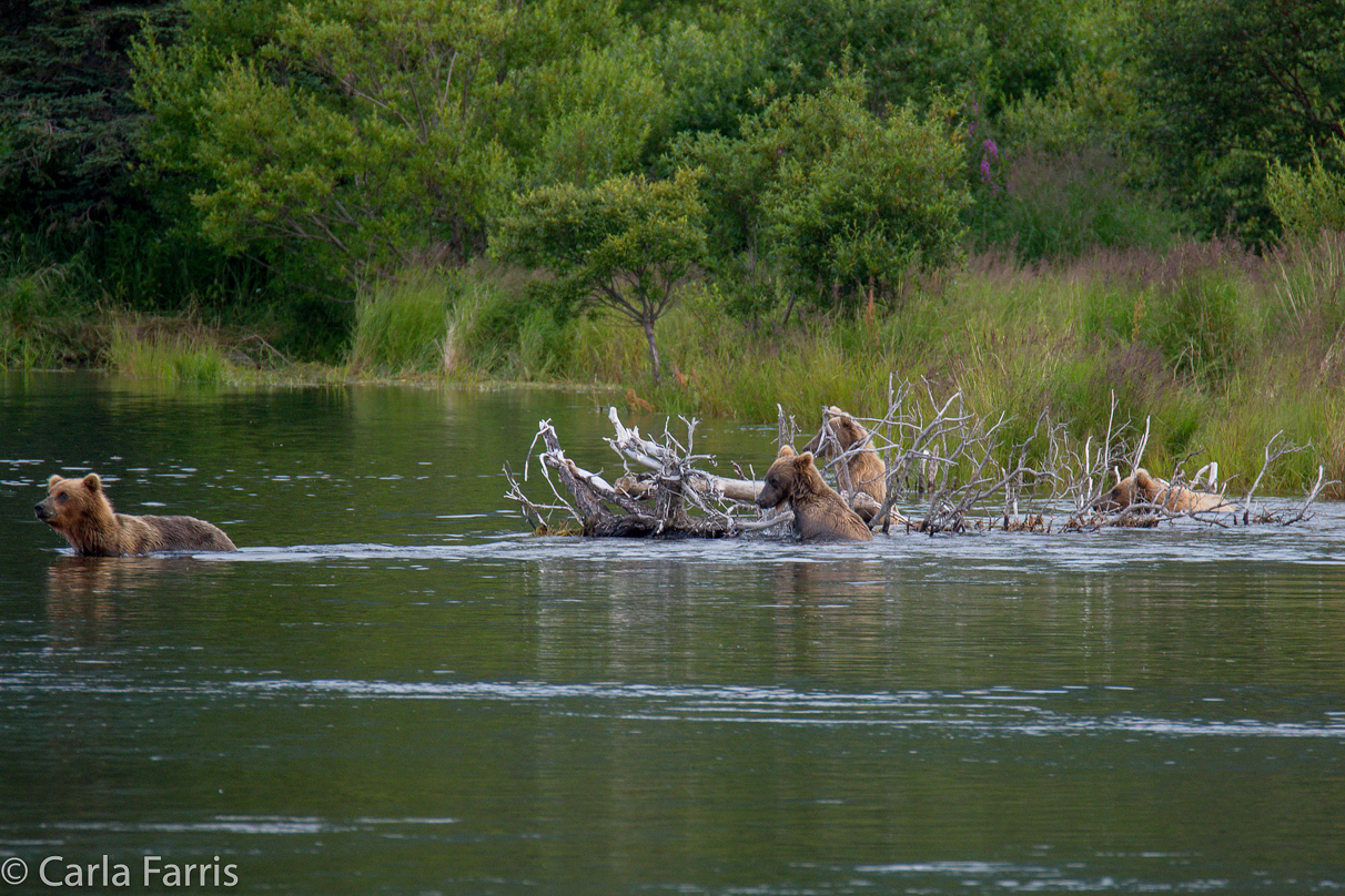 132 & Family (3 cubs)