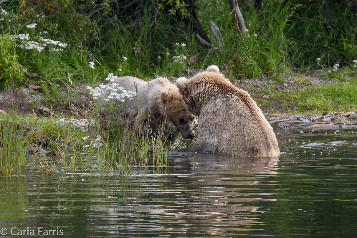 273 & cub (aka Velcro)