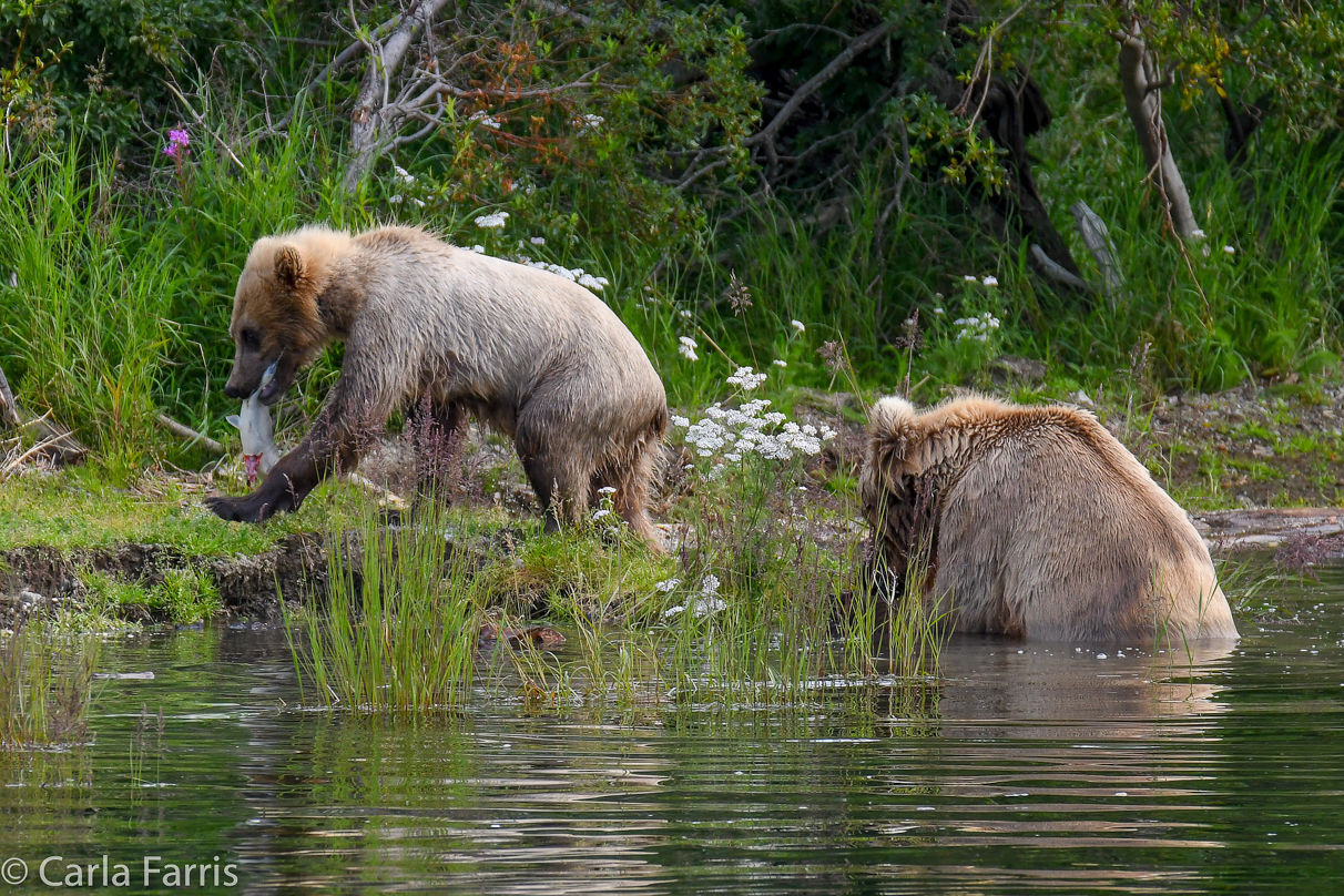 273 & cub (aka Velcro)