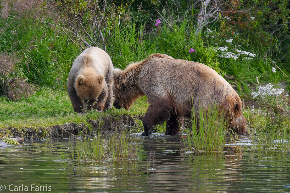 273 & cub (aka Velcro)