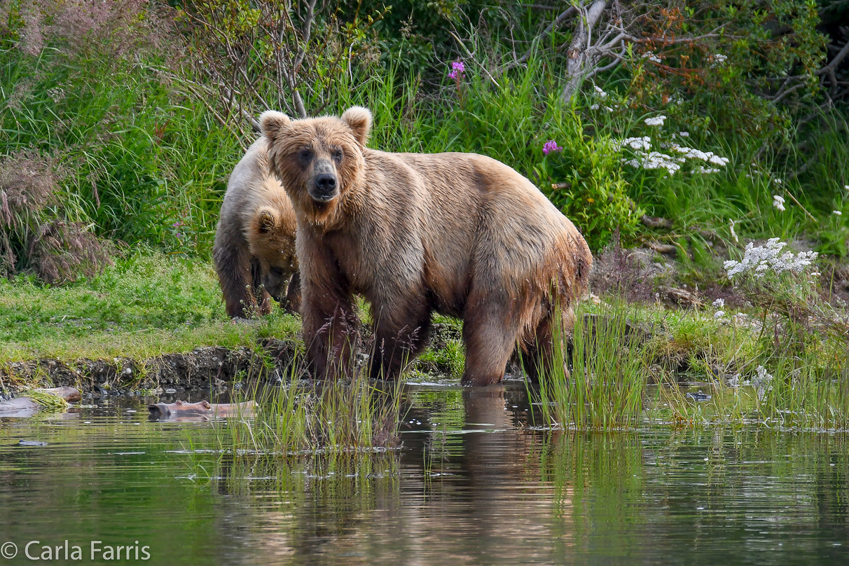 273 & cub (aka Velcro)