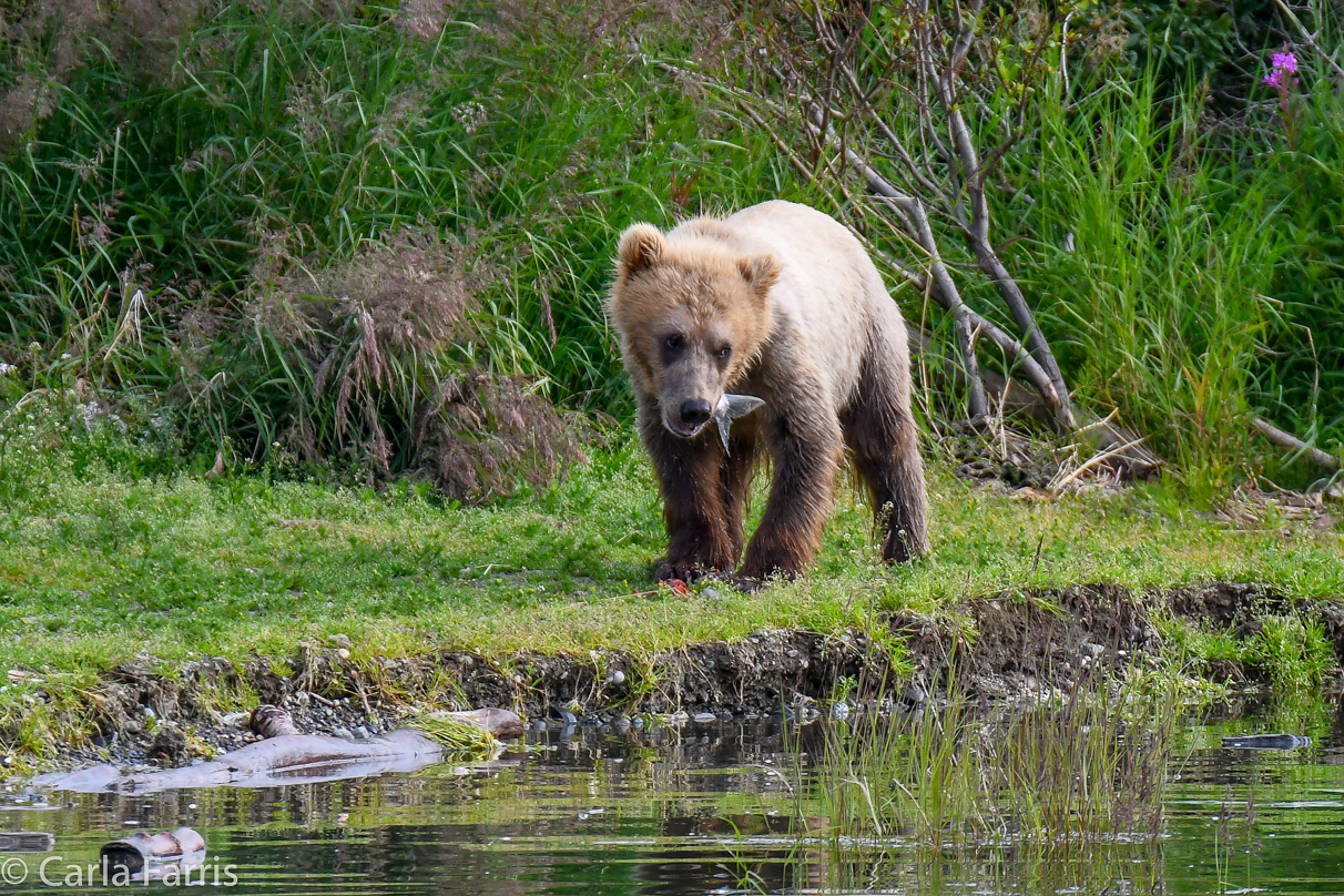 273's cub (aka Velcro)