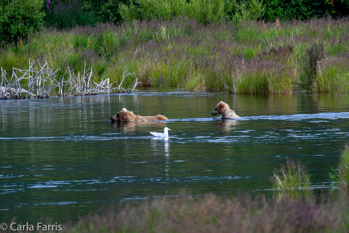 273 & cub (aka Velcro)