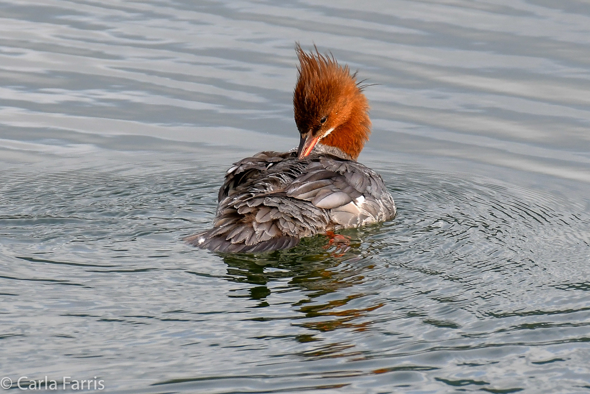 Merganser