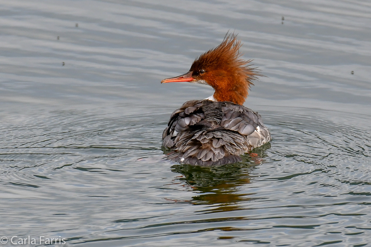 Merganser