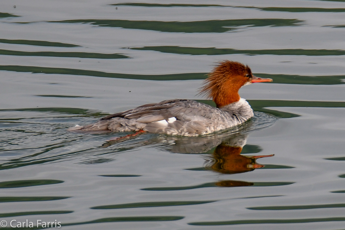 Merganser