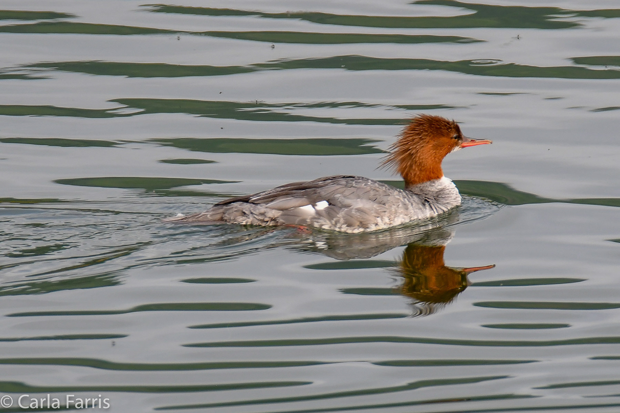 Merganser