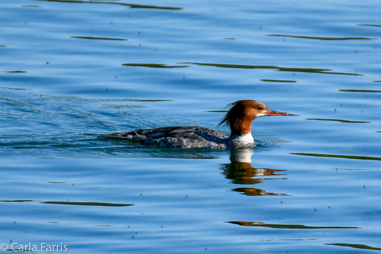 Merganser