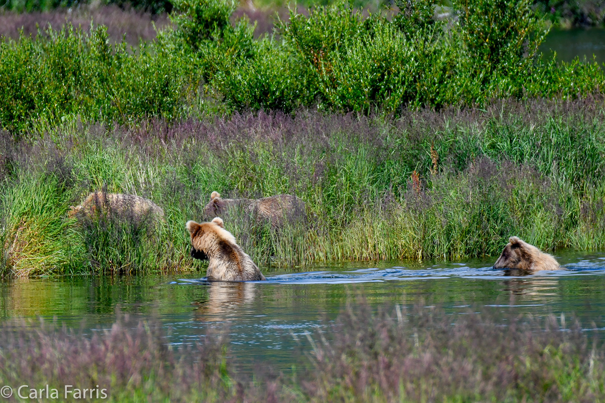 132 & Family (3 cubs)