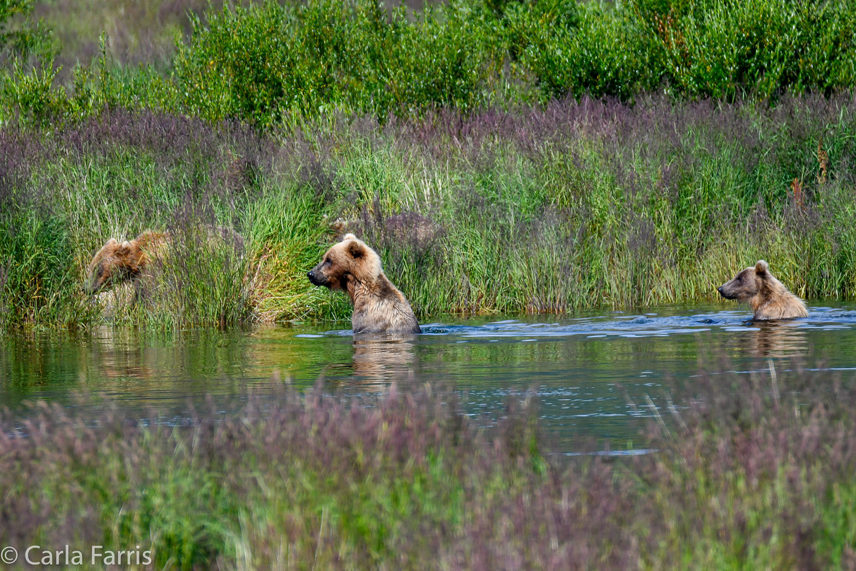 132 & Family (3 cubs)