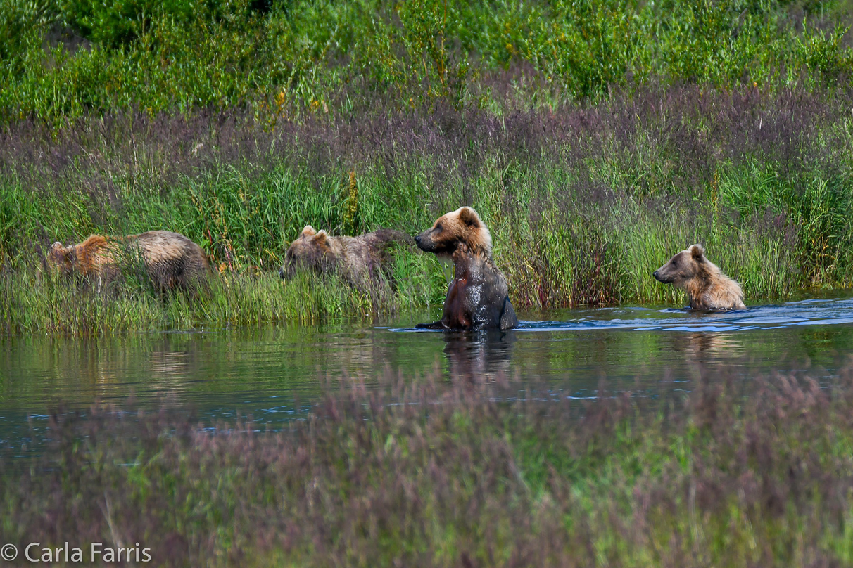 132 & Family (3 cubs)