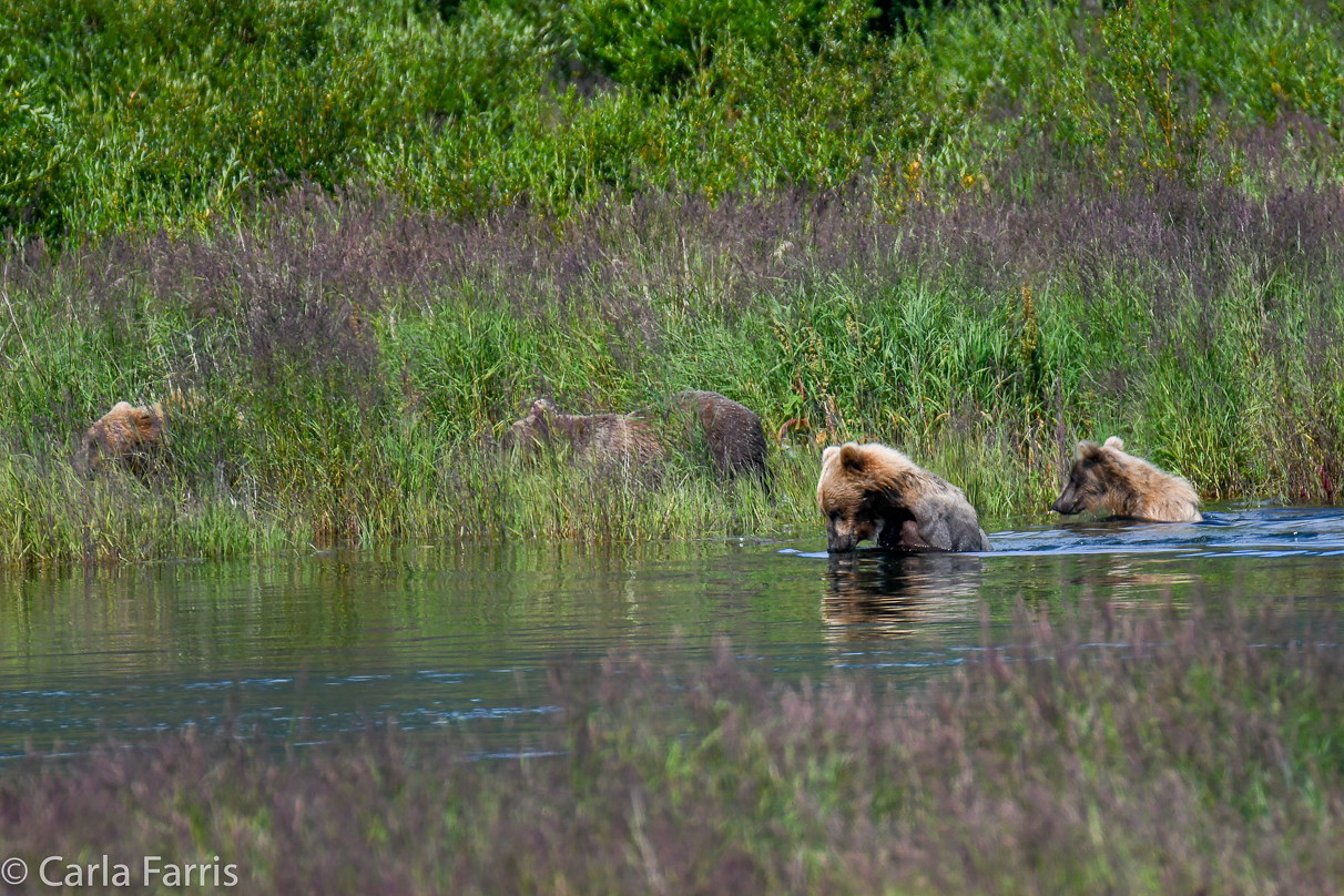 132 & Family (3 cubs)