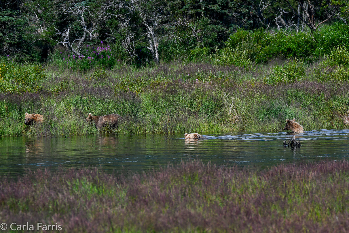 132 & Family (3 cubs)