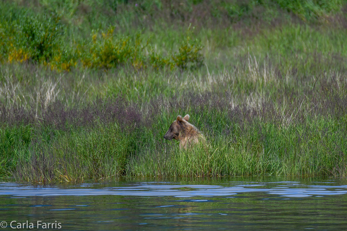 132 & Family (3 cubs)