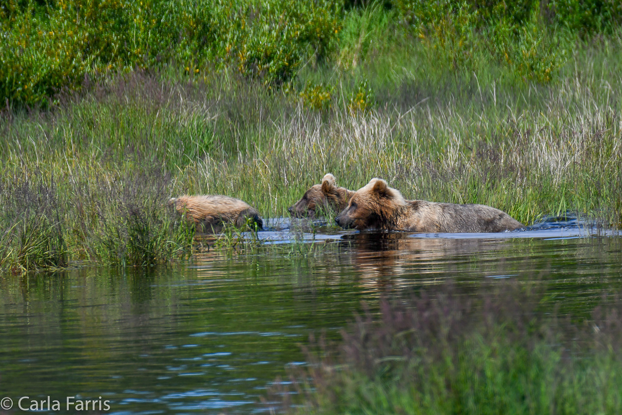 132 & Family (3 cubs)