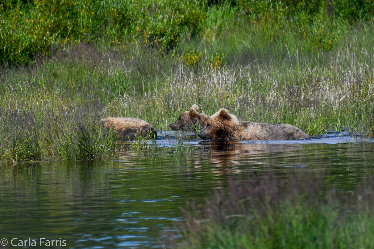 132 & Family (3 cubs)