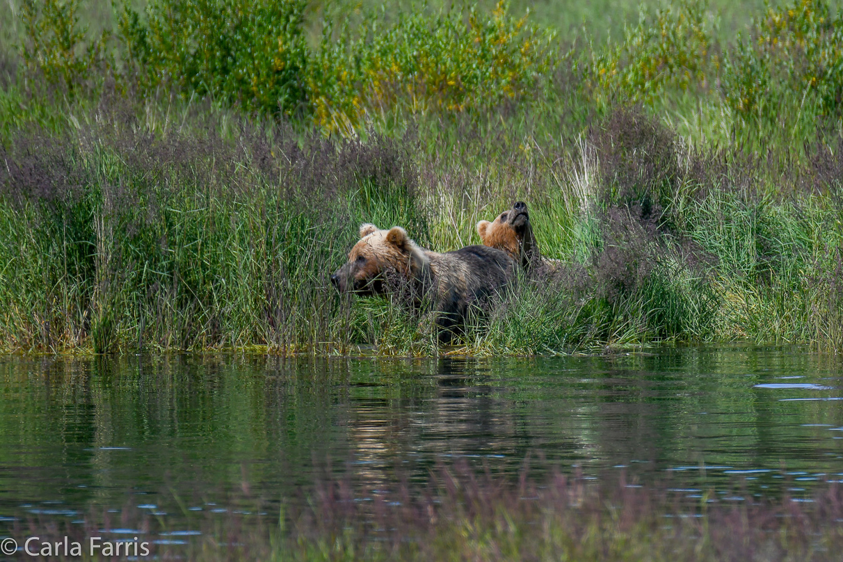 132 & Family (3 cubs)