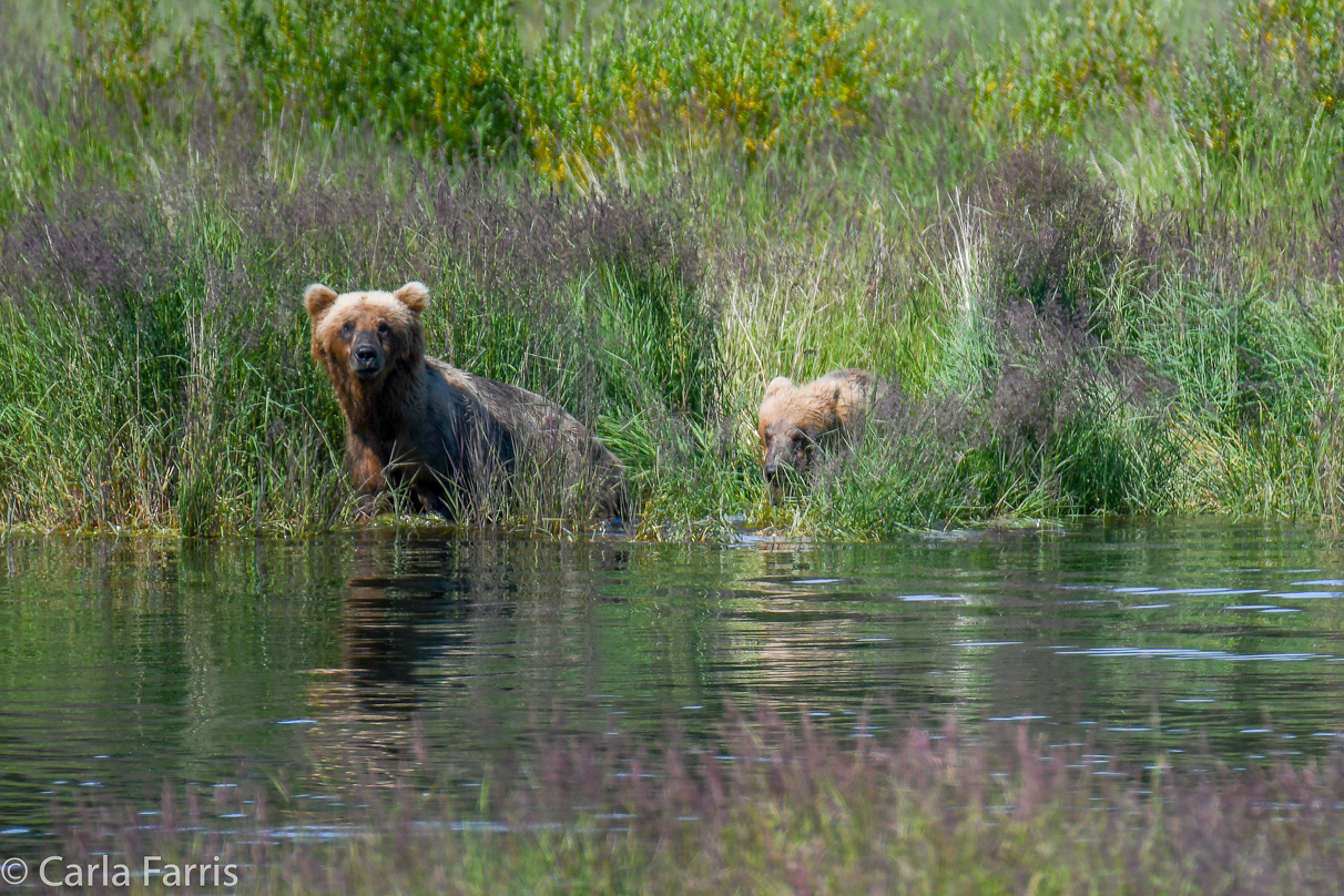 132 & Family (3 cubs)