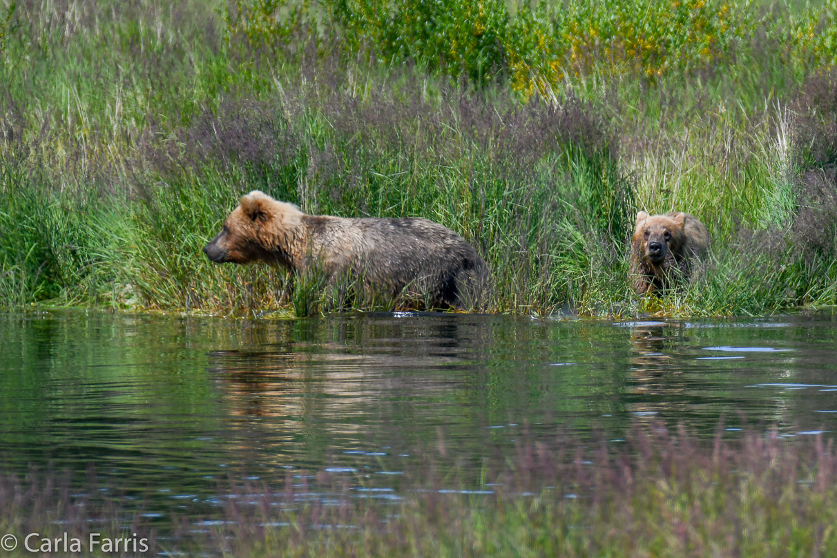 132 & Family (3 cubs)