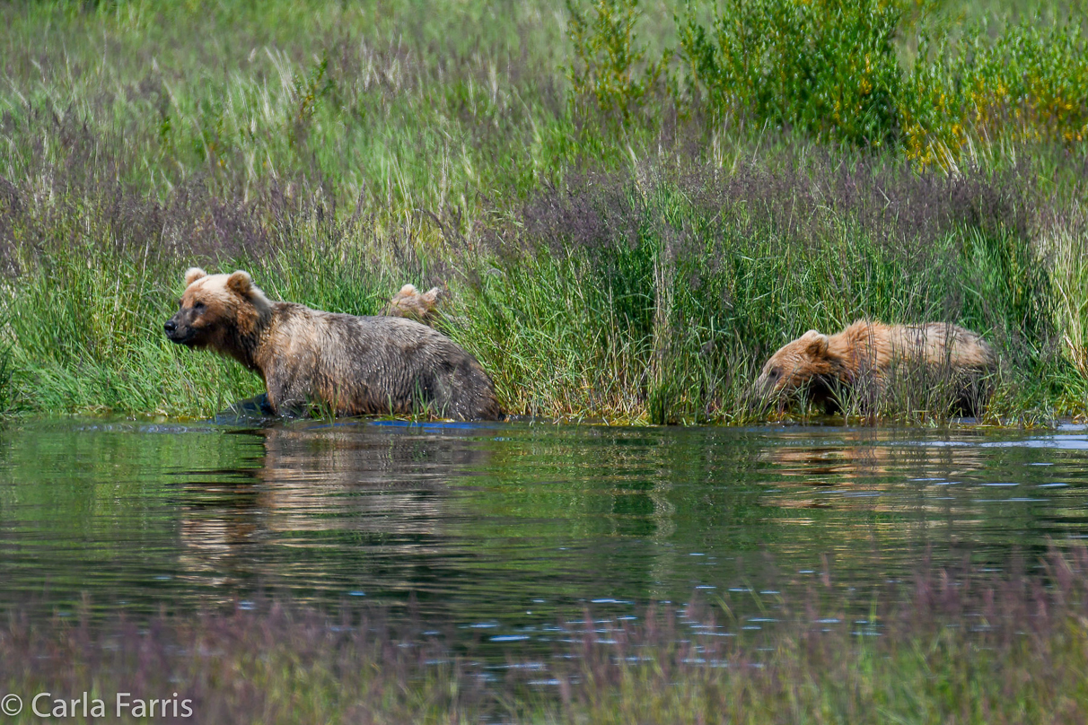 132 & Family (3 cubs)