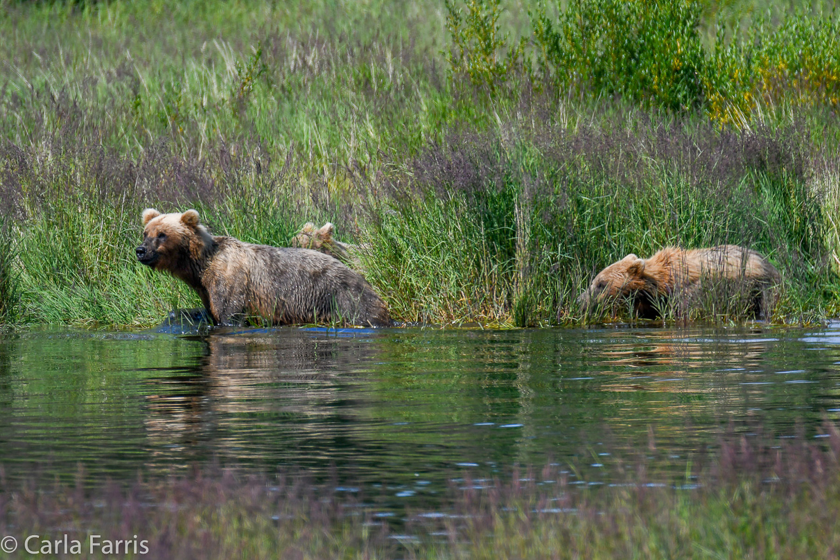 132 & Family (3 cubs)